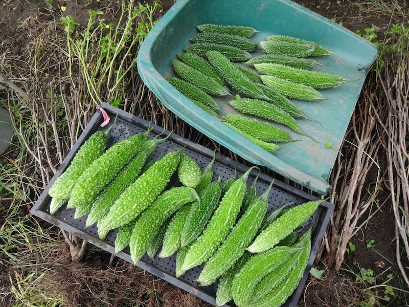 ゴーヤ 自然菜 無添加栽培