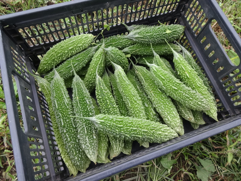 ゴーヤ 自然菜 無添加栽培