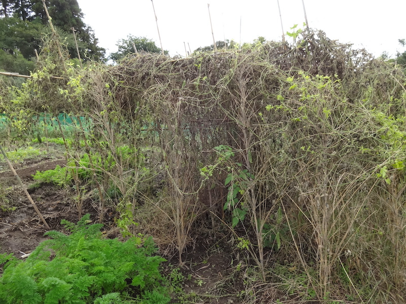 ゴーヤ 自然菜 無添加栽培