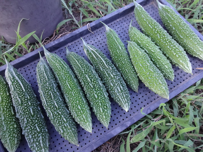 ゴーヤ　自然菜