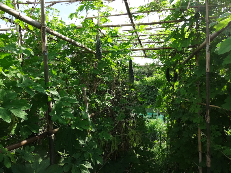 ゴーヤ　自然菜