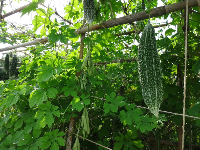 ゴーヤ　自然菜