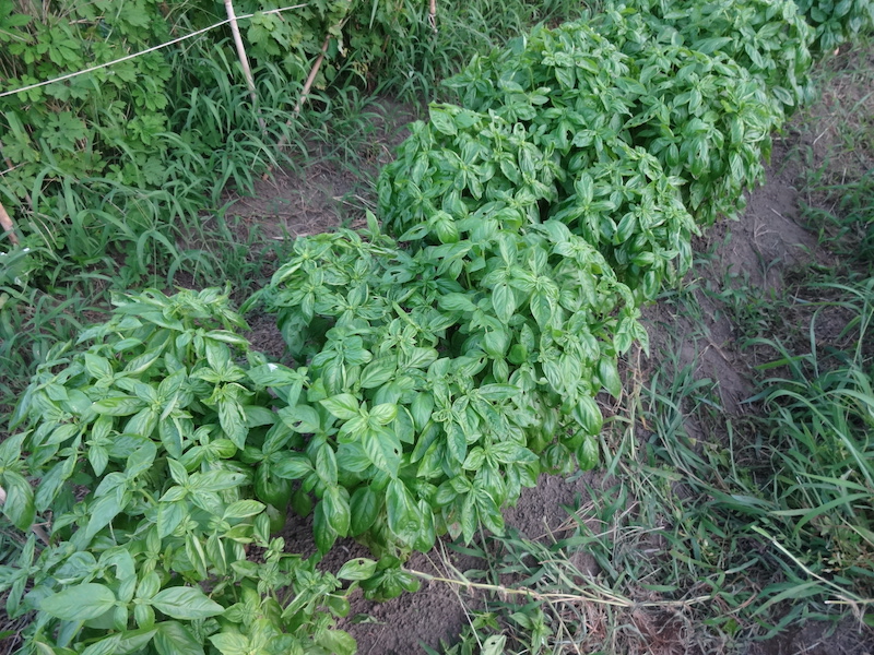 バジル　自然菜