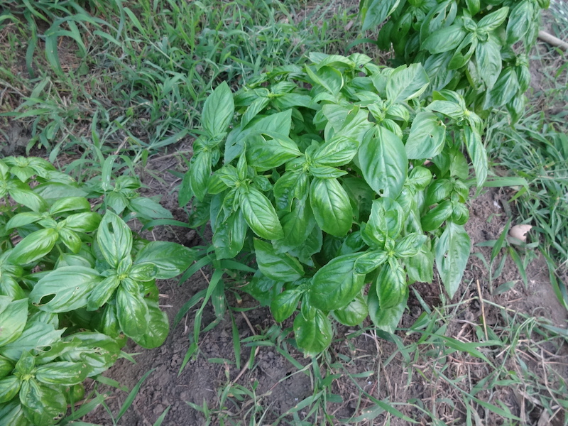 バジル　自然菜