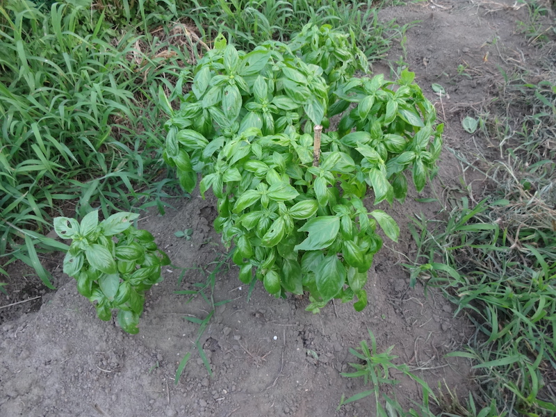 バジル　自然菜