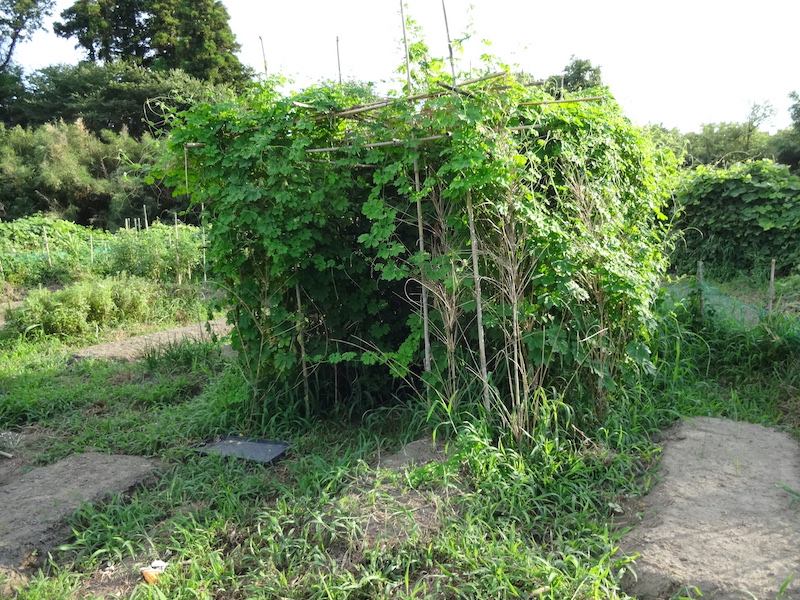 ゴーヤ　自然菜　無添加栽培