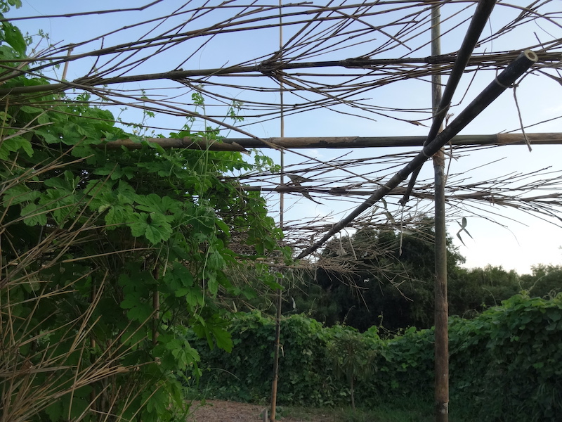 ゴーヤ　自然菜　無添加栽培