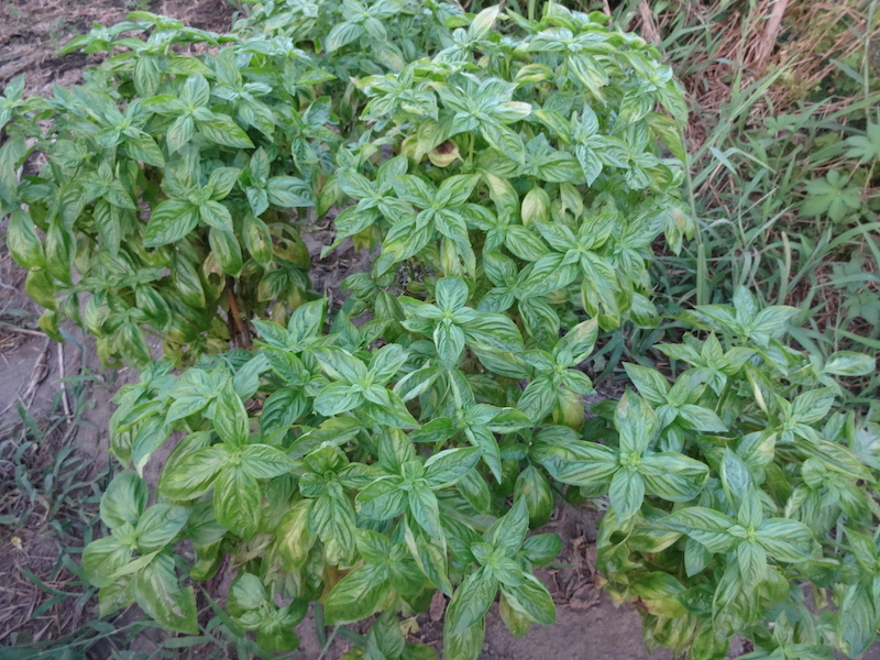 バジル　自然菜　無添加栽培
