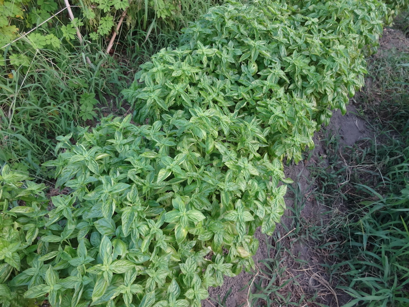 バジル　自然菜　無添加栽培