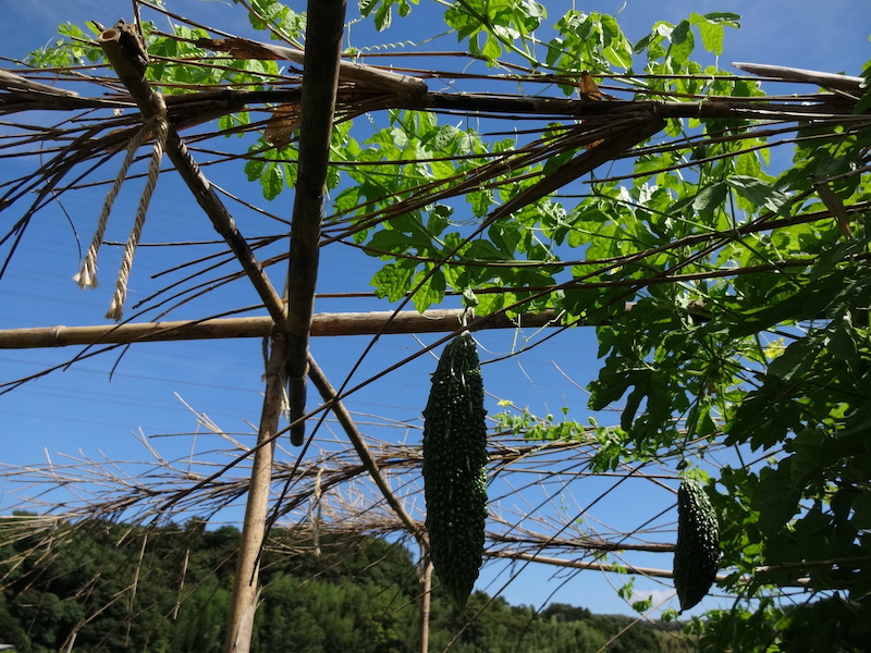 ゴーヤ　自然菜　無添加栽培