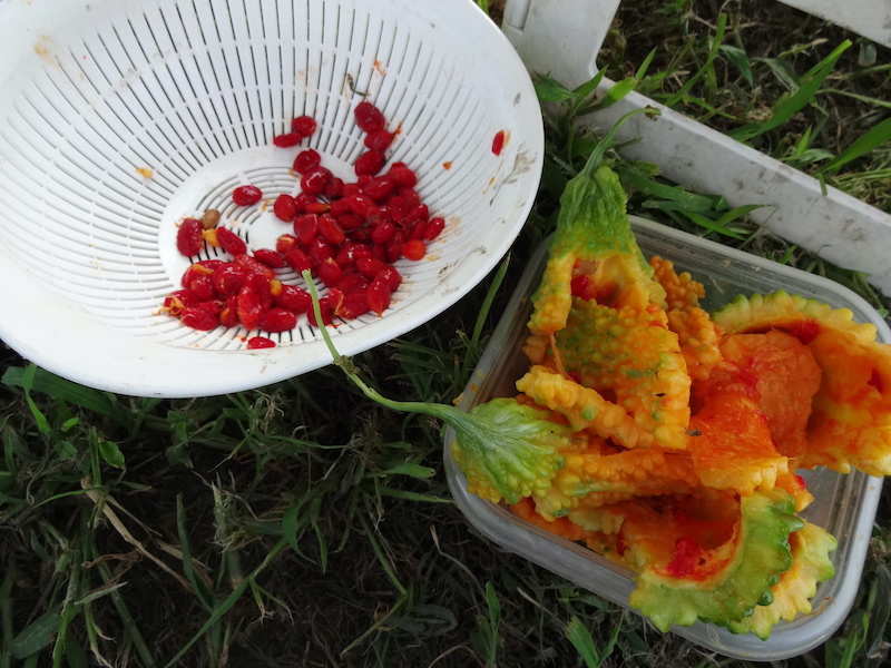 ゴーヤ 自然菜 無添加栽培