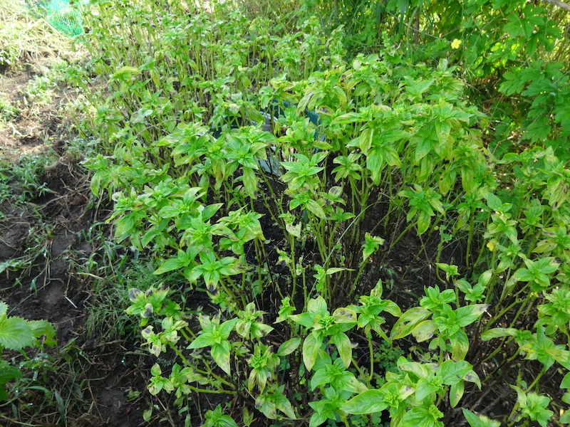 バジル　自然菜　無添加栽培