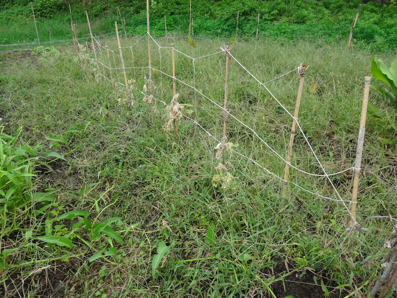キュウリ 自然菜 無添加栽培