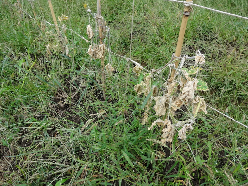 キュウリ 自然菜 無添加栽培