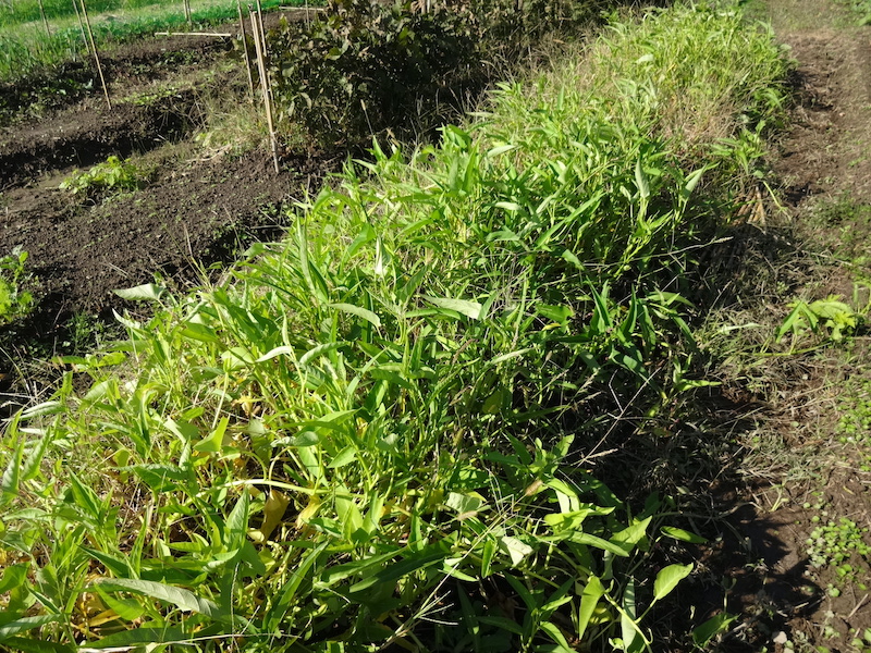 クウシンサイ / 空芯菜 / エンツァイ 自然菜