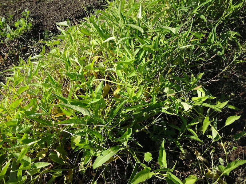 クウシンサイ / 空芯菜 / エンツァイ 自然菜