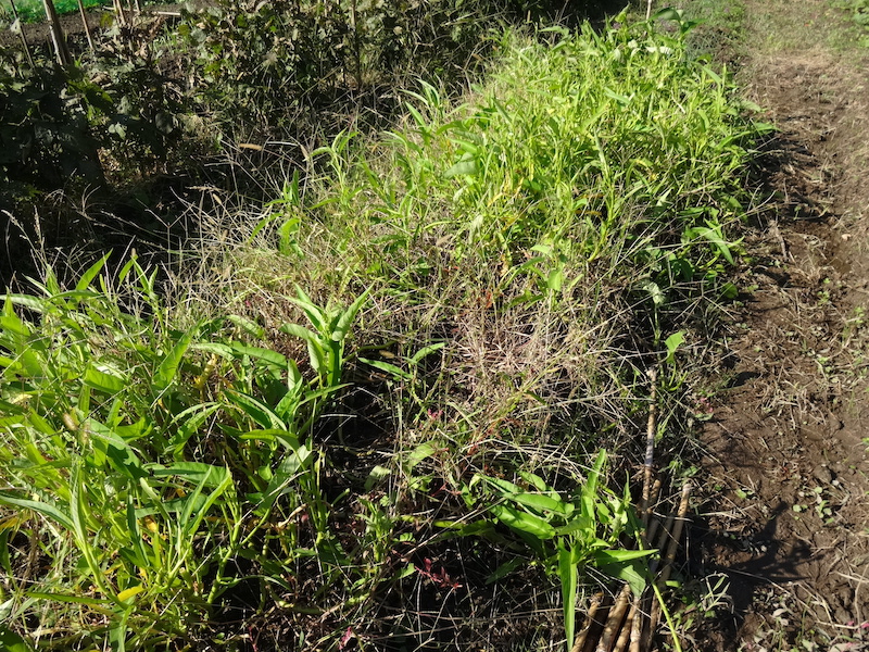 クウシンサイ / 空芯菜 / エンツァイ 自然菜