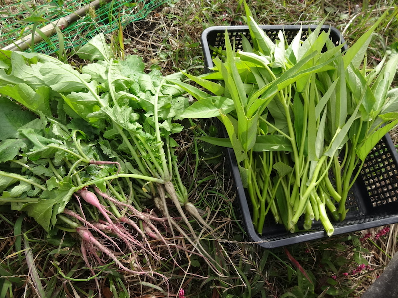 クウシンサイ / 空芯菜 / エンツァイ 自然菜