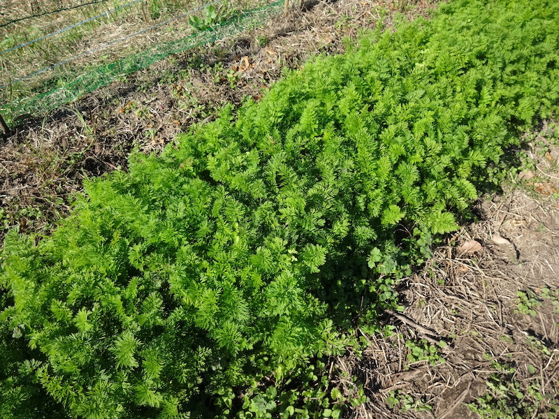 無添加栽培　ニンジン　自然菜