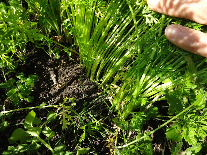 無添加栽培　ニンジン　自然菜