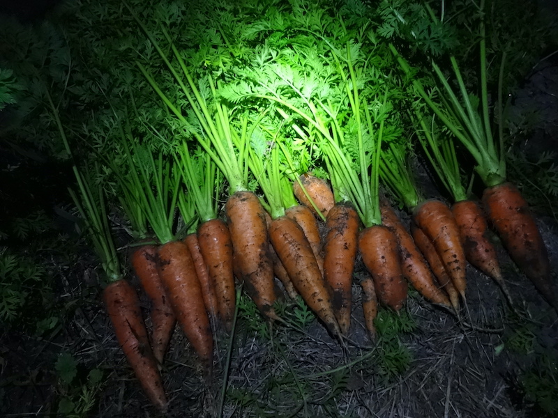 無添加栽培　ニンジン　自然菜