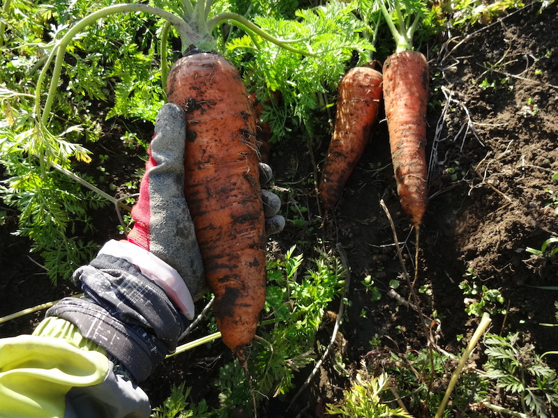 無添加栽培　ニンジン　自然菜