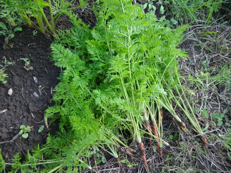 ニンジン / 人参　自然菜