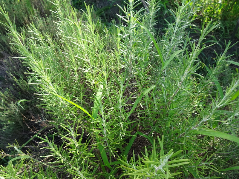 ハーブ類　自然菜