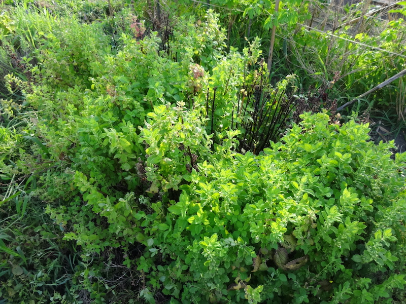 ハーブ類　自然菜