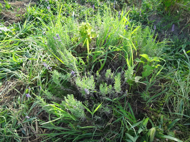 ハーブ類　自然菜