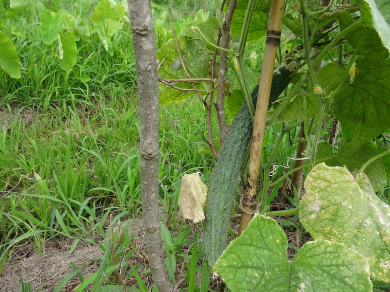 キュウリ　自然菜