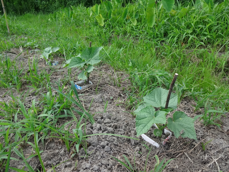 キュウリ　自然菜