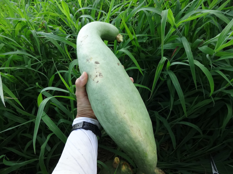 宿儺かぼちゃ　すくなかぼちゃ　自然菜　無添加栽培