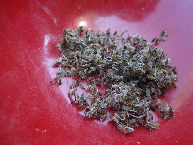 無添加栽培　ニンジン　自然菜