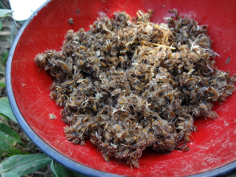 無添加栽培　ニンジン　自然菜