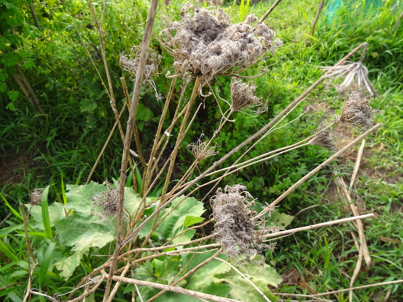 無添加栽培　ニンジン　自然菜