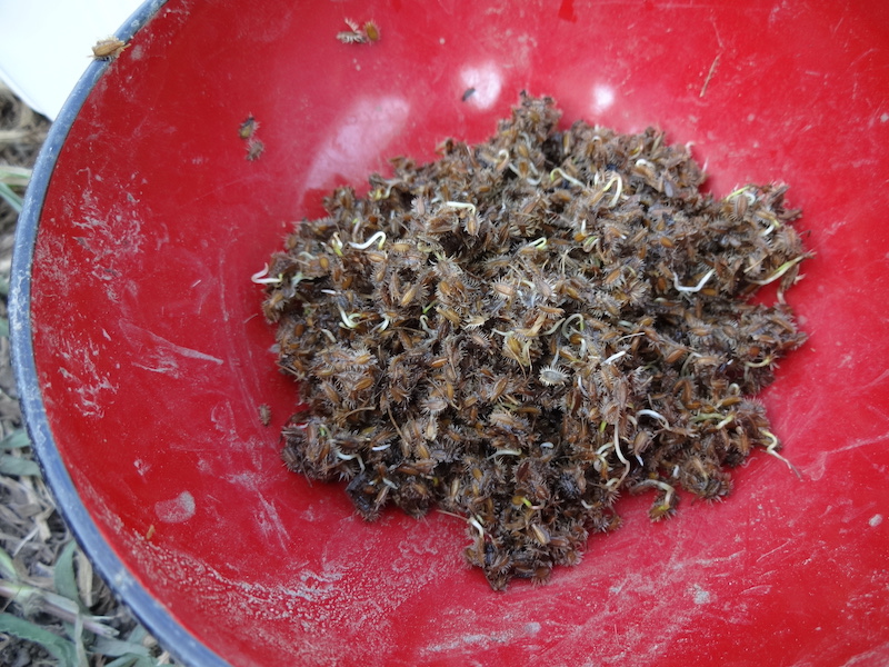 無添加栽培　ニンジン　自然菜