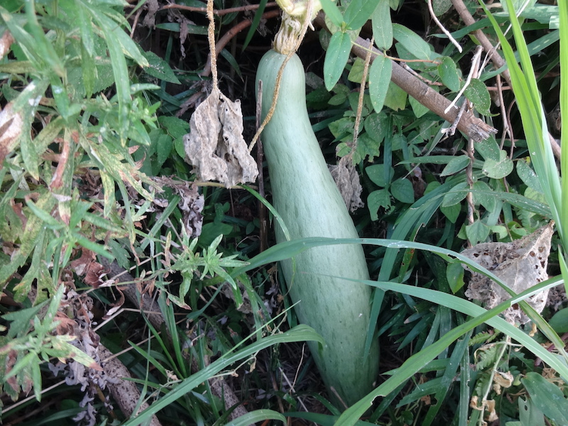 宿儺かぼちゃ　すくなかぼちゃ　自然菜　無添加栽培