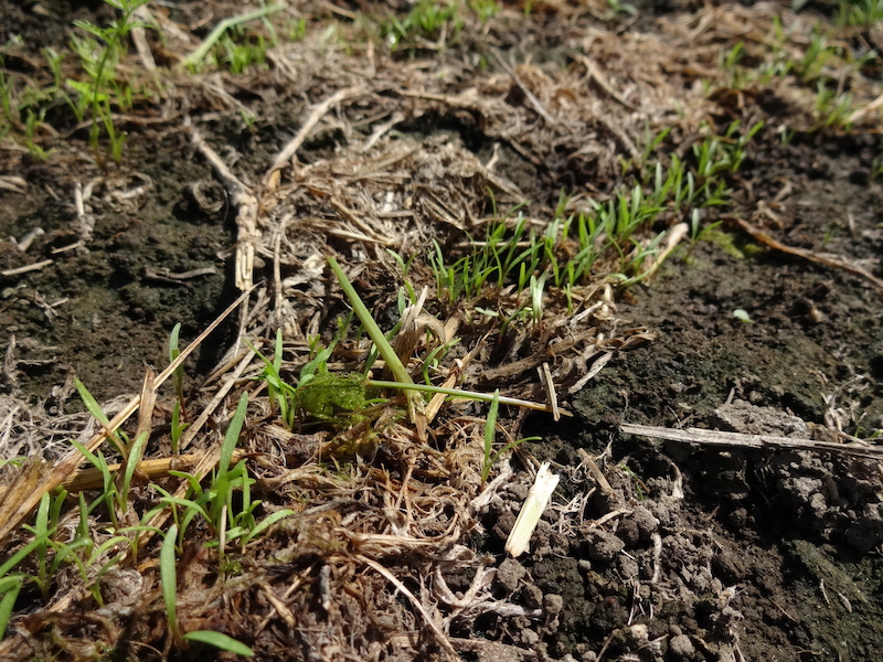 無添加栽培　ニンジン　自然菜