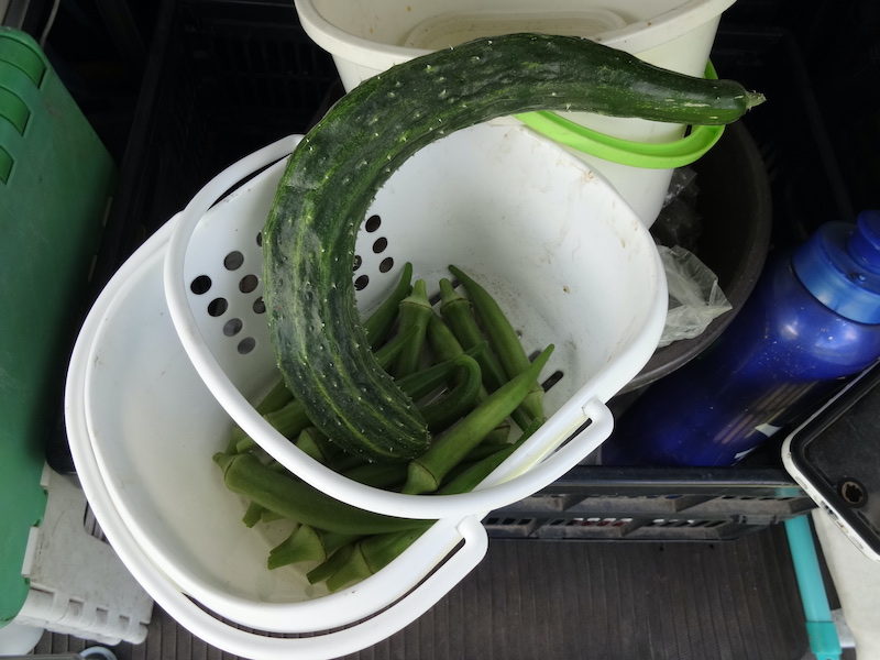 キュウリ 自然菜 無添加栽培