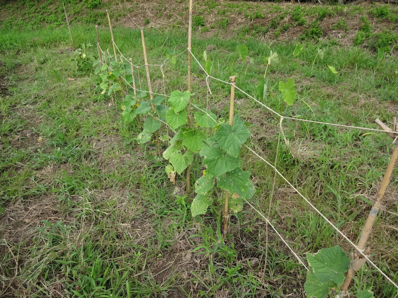 キュウリ 自然菜 無添加栽培