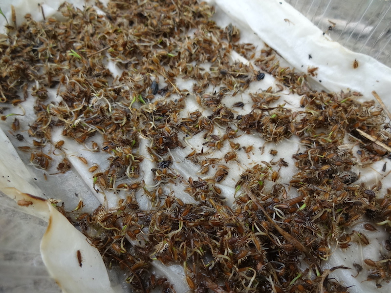 無添加栽培 ニンジン 自然菜