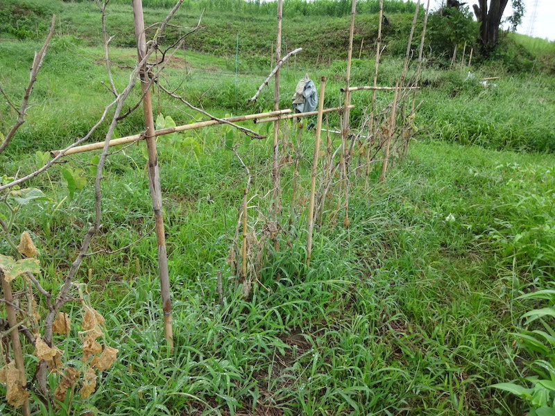 キュウリ 自然菜 無添加栽培