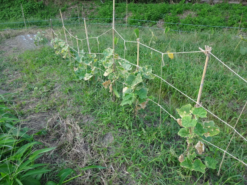 キュウリ 自然菜 無添加栽培