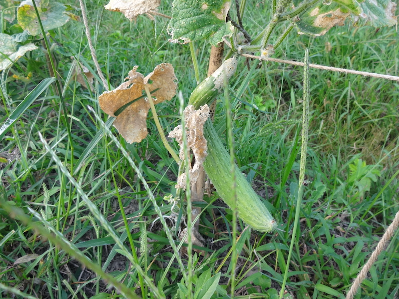 キュウリ 自然菜 無添加栽培