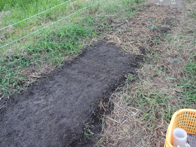 無添加栽培　ニンジン　自然菜