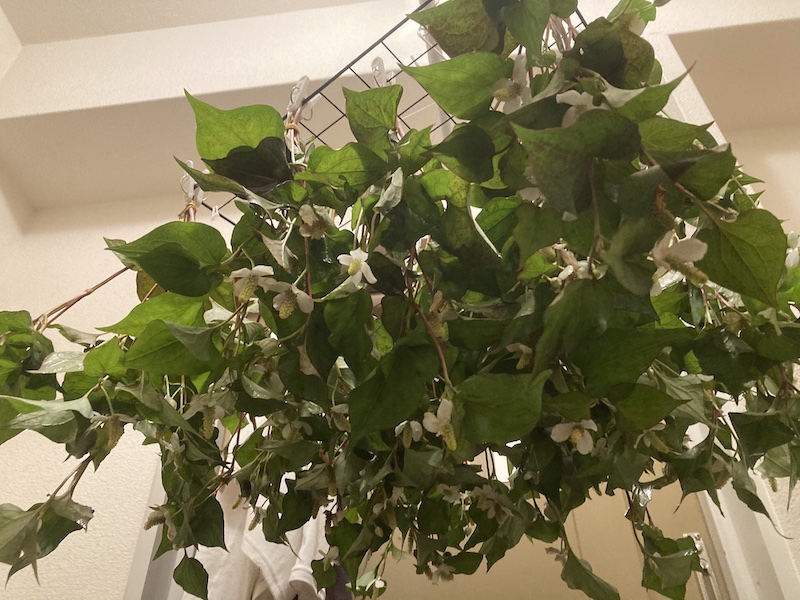 浴湯料　自然菜