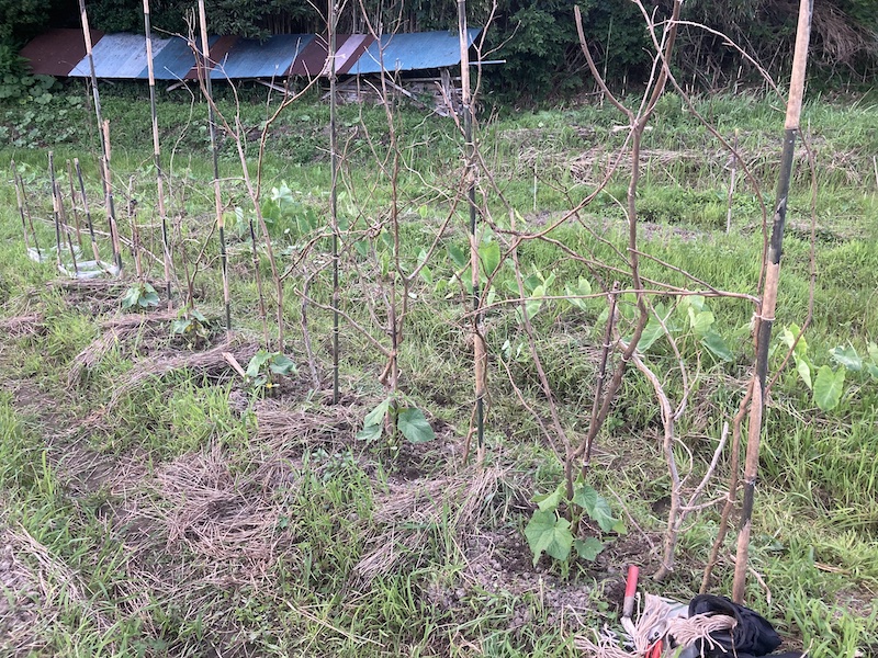キュウリ　自然菜