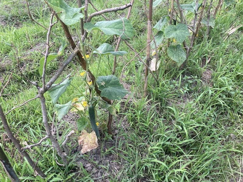 キュウリ　自然菜
