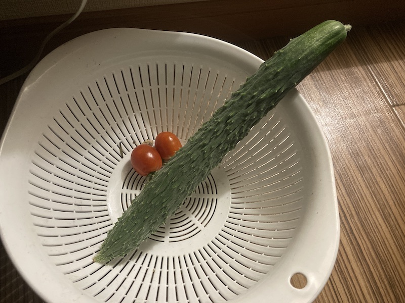 キュウリ　自然菜